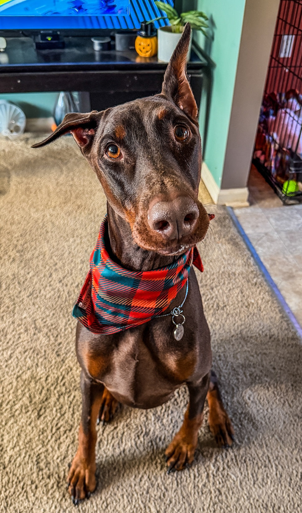 Welcome to KilaNova Kreations