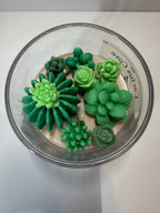 Cactus Cove - Baja Cactus Blossom