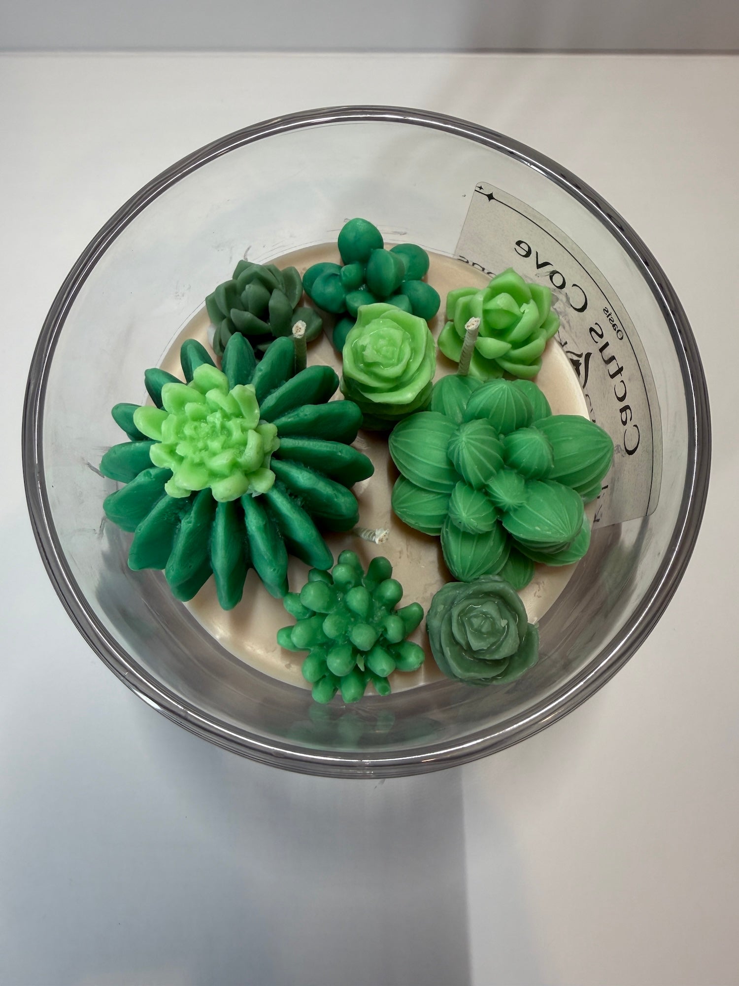 Cactus Cove - Baja Cactus Blossom